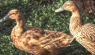 Domestic Duck Breeds: 17 APA Recognized Breeds