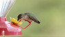 Video: How To Make Your Own Hummingbird Food