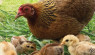 Chicken Chat: A Little Brown Hen In Hawaii