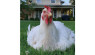 Shutterclucks: Chickens Editors Choose Reader Photos