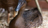 Khaki Campbell: Duck Breed Profile