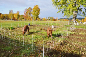 How To Harness The Benefits Of Livestock In The Garden - Hobby Farms