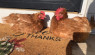 Chicken Chat: Falling In Love With A Special Flock