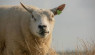 All Sheep & Goats Need Scrapie Tags—Here’s Why