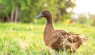 Ducks Can Bring Real Value To The Backyard