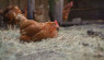 How To Manage Sticktight Fleas In Your Chicken Flock