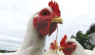 Raise Broilers Right For Great Meat, Good Quality Of Life