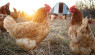 Protect Your Chicken Coop From Common Predators