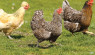 An Emergency Plan Is Essential To Keeping Chickens
