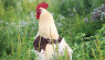 Chickens Love These Tasty, Nutritious Wild Herbs