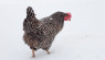 Supplemental Winter Treats Keep Chickens Happy, Healthy