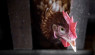 What Should You Do When A Chicken Gets Sick?
