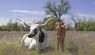 Love My Breed: Texas Longhorn Cattle