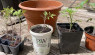 How To Transplant Tomato Plant Starts (Video)