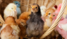 What To Do With Baby Chicks After Easter