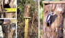 Make A Downy Woodpecker House On The Cheap
