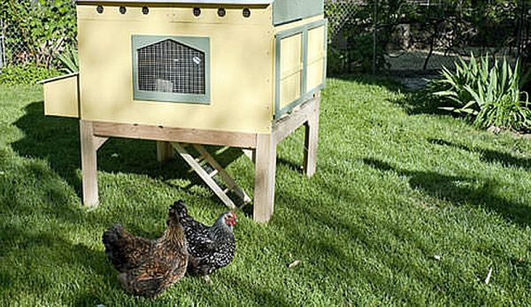 Setting Up Urban Chicken Coops - Hobby Farms