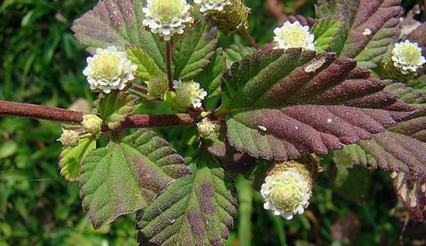 článek-příspěvek