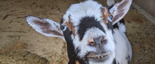 Talking Solar Panels And Florida Growing Seasons With Cypress Grove Homestead