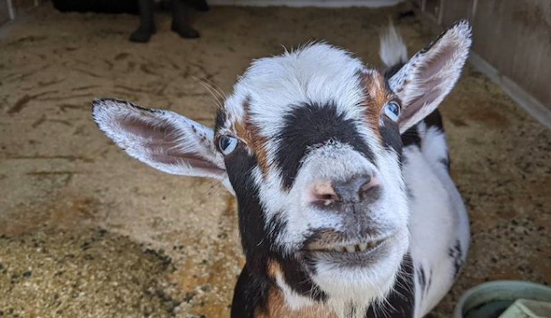 Cypress Grove Homestead Nigerian Dwarf Goat