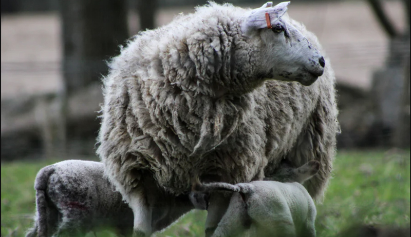 lamb sheep first-aid first aid kit
