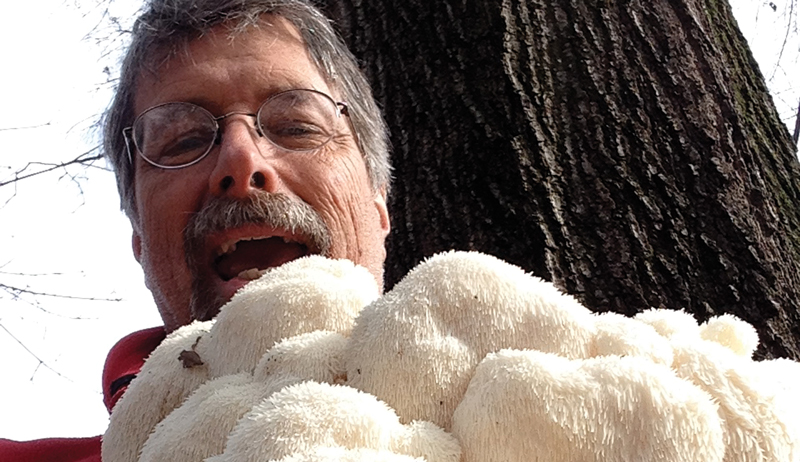 lion's mane mushrooms forage foraging