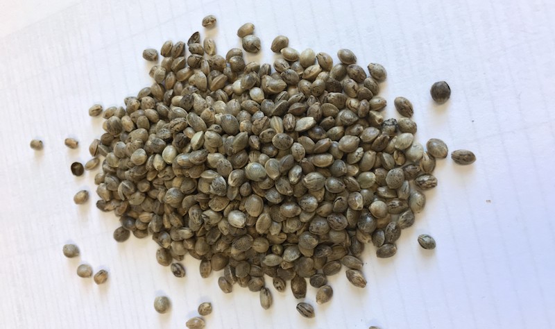 hemp seeds seed