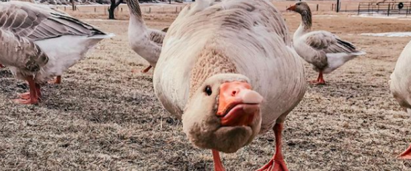 Meet The Honking Geese Running Free At Hoof And Feather