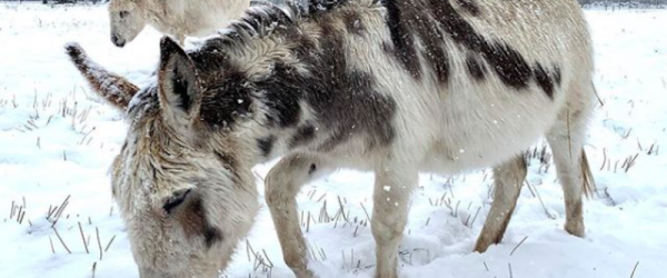 Soulful And Affectionate Creatures Thrive At Stone House Mini Donkeys