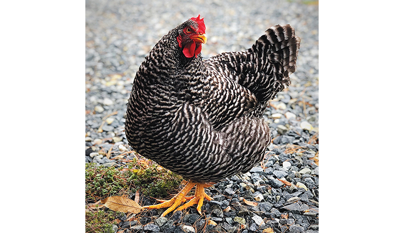 Barred plymouth rock chicken