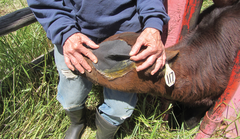 cattle pinkeye