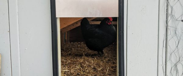 An Automatic Coop Door Is A Chicken-Keeper’s Dream