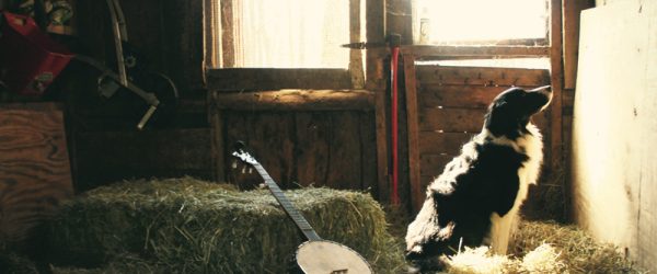 A Border Collie Is A Farmhand For The Small Sheep Flock