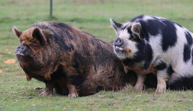 Breed kune Hobby Farms Breed kune Hobby Farms