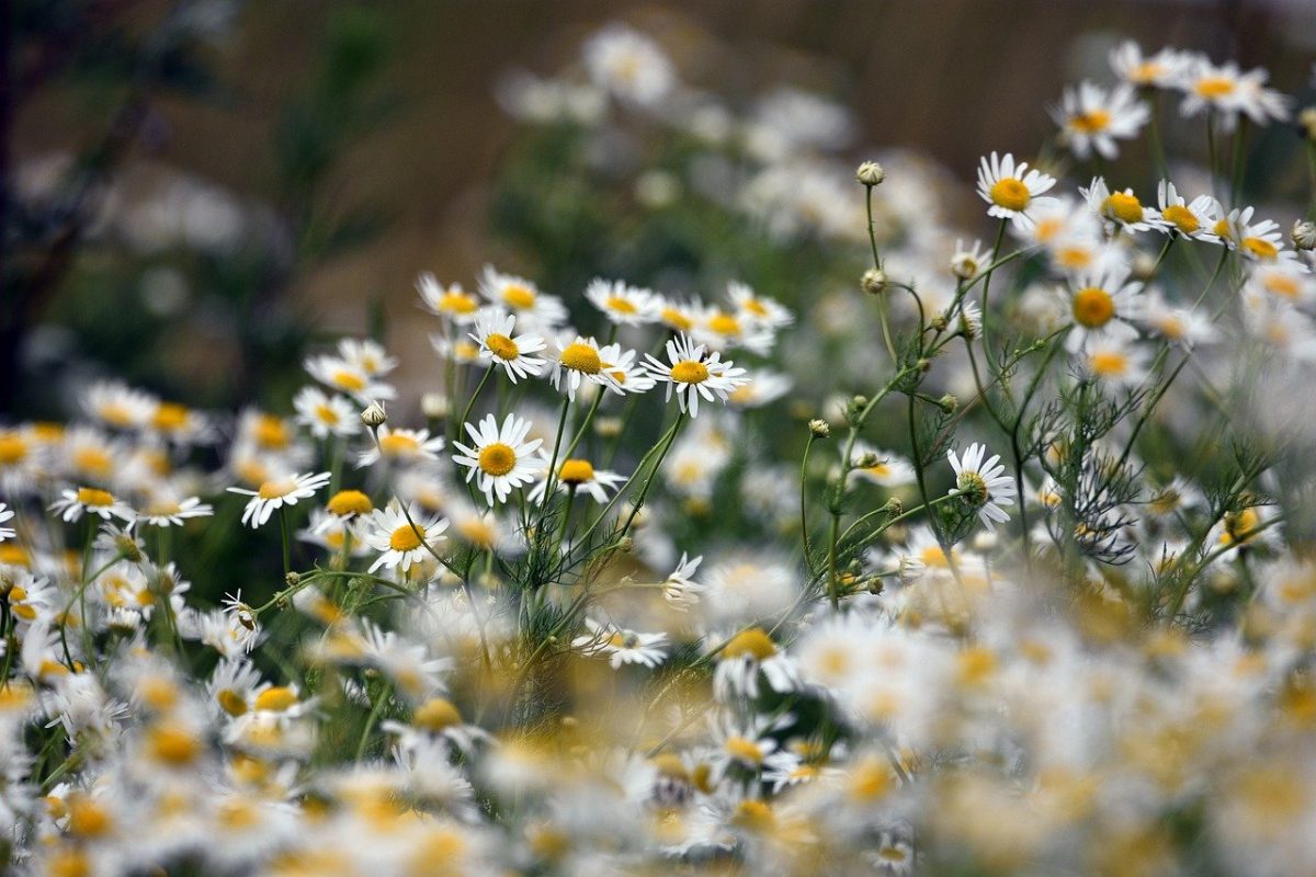 chamomile herb flowers