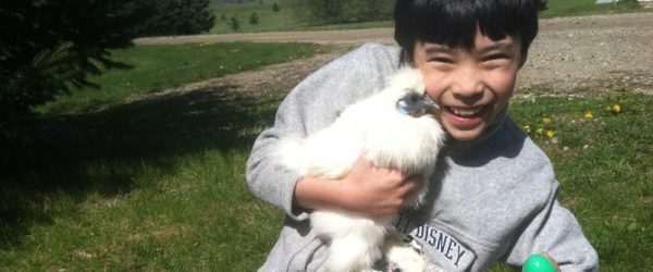 Getting Started: 3 Other Reasons To Raise Chickens