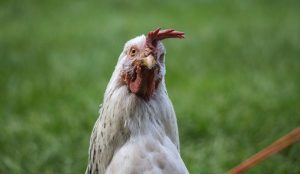 allowed allow chickens backyard chicken flock