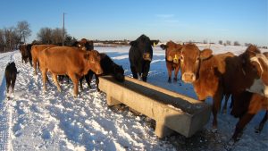 cold weather livestock