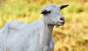goats nutritional needs lactating kidding