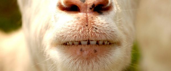 Goats Have Dental Needs, Too, So Watch Those Teeth!