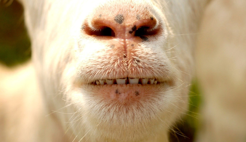 goat goats teeth dental