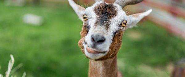 Drug Safety On The Farm Part 2: Oral & Topical Medications