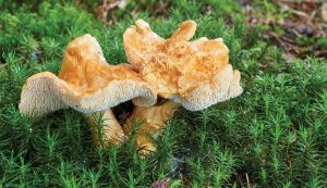 hedgehog mushrooms