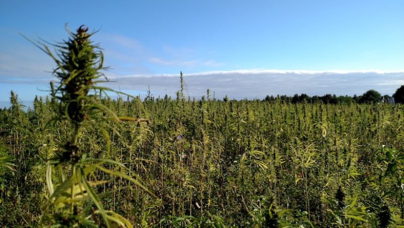 New to Hemp? Beware Bad Actors When Securing Seed - Vimarsana News