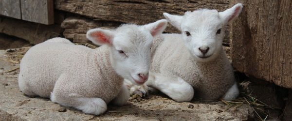 Ringwomb Is A Dangerous Lambing Complication