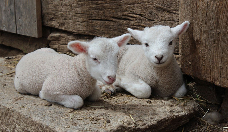 lambs sheep lamb ringwomb