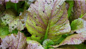 mustard-greens