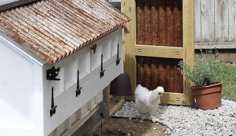 pandemic chicken coop