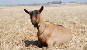 nubian oberhasli goat goats