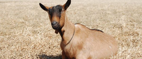 Breed Profiles: Get To Know Oberhasli & Boer Goats